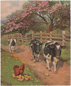 Vintage Calendar Art cows, cattle, livestock, farm life, etc.